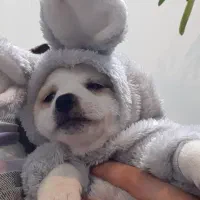 توله جک راسل ۲ماهه