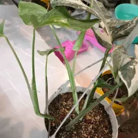 برگ انجیری ابلق دوبوته|گل و گیاه طبیعی|اردکان, |دیوار