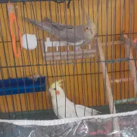 عروس هلندی|پرنده|شیروان (خراسان), |دیوار