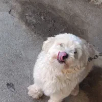 توله سگ پاکوتاه پشمالو|سگ|قائم‌شهر, |دیوار