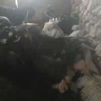 کهره نر چاق|حیوانات مزرعه|بیضا, |دیوار