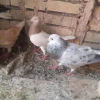 کفتر|پرنده|مشهد, عامل|دیوار