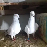 جفت|پرنده|نیشابور, هفده شهریور|دیوار