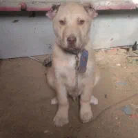 توله سگ|سگ|تایباد, |دیوار