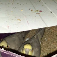 عروس نر و ماده