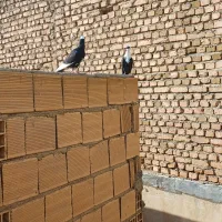 کفتر|پرنده|چهارباغ, |دیوار
