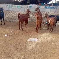 8راس بز جوان دورگ|حیوانات مزرعه|گنبد کاووس, |دیوار