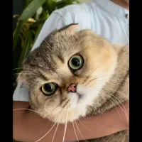 گربه نر، اماده جفت گیری با گربه های ماده فحل شما|گربه|تبریز, |دیوار