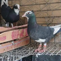 پلنگ کرمانی