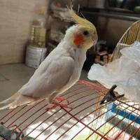 عروس هلندی