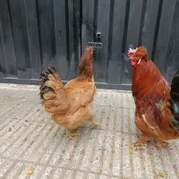 مرغ و خروس محلی