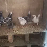 کبوتر پلاکی بوم ندیده|پرنده|زرندیه, |دیوار