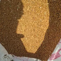 کاه وگندم درجه 1