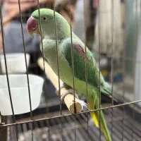 شاه طوطی ماده