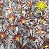 گل آئونیوم بلک و قرمز پر