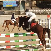 اسب پرشی|اسب و تجهیزات اسبسواری|ری, شهید بهشتی|دیوار