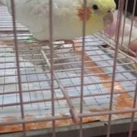 با سلام عروس هلندی نر سرحال  شیطون