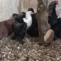 نیمچه امپراطور و محلی|حیوانات مزرعه|ساری, |دیوار