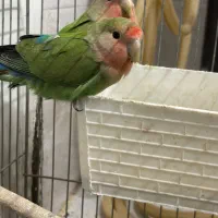 کوتوله برزیلی