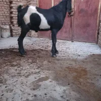 بز نر پاکستانی|حیوانات مزرعه|ابهر, |دیوار