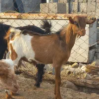 نری گوشتی|حیوانات مزرعه|بندرعباس, |دیوار