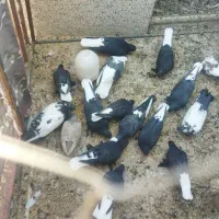 کبوتر زاغ دم سفید پرپا