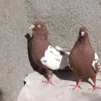 کفتر آس|پرنده|مشهد, کوی سیدی|دیوار
