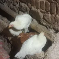 مرغ و خروس نیمچه|حیوانات مزرعه|قیدار, |دیوار