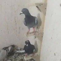 ۱۱عددکفتر پلاکی پرشی|پرنده|داراب, |دیوار