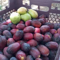 رطب خنیزی اعلا بی نظیر