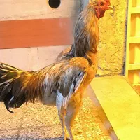 خروس طلایی