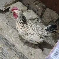 مرغ و خروس|حیوانات مزرعه|مشهد, قائم|دیوار