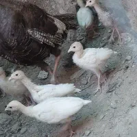 جوجه بوقلمون و مادر