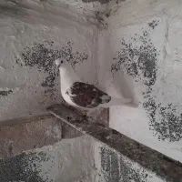 کبوتر پشتر ماده اویناغ