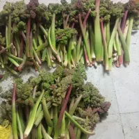 ریواس درجه 1