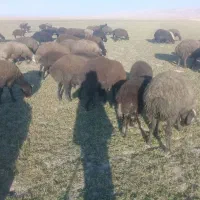 ۳۰عدد بره نر داشتی|حیوانات مزرعه|شراء, |دیوار