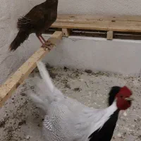 مرغ و خروس زینتی|حیوانات مزرعه|خمینی‌شهر, |دیوار