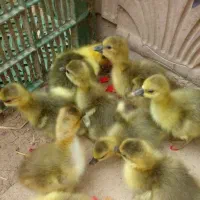 فروش جوجه غاز دو روزه|حیوانات مزرعه|ساری, |دیوار