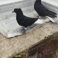 کبوتر دمسفید حمیدیه