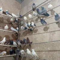 بار جدید کبوتر بازم رسید|پرنده|ماهدشت, |دیوار