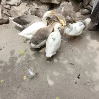 غار