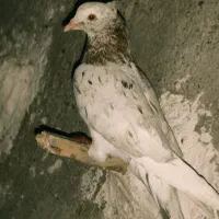 کبوتر  کفتربهبهونی سرور نر