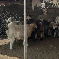 کهره بره  گوشتی