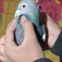 زاجر کیلومتری|پرنده|یزد, |دیوار