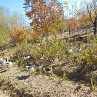 قیمت یک میلیون