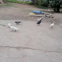 چنتا کبوتر برای فروش دارم