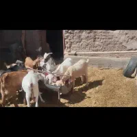 بز کره|حیوانات مزرعه|رفسنجان, |دیوار