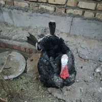 بوقلمون نر و ماده و جوجه و مرغ و خروس|حیوانات مزرعه|کرمان, |دیوار