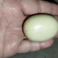 سنگهای تزئین به شکل تخم مرغ رسمی..بسیار زیبا|کلکسیون اشیاء عتیقه|یزد, |دیوار