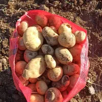 سیب زمینی ارگانیک بدون هیچ سمی|خوردنی و آشامیدنی|کلیائی, |دیوار